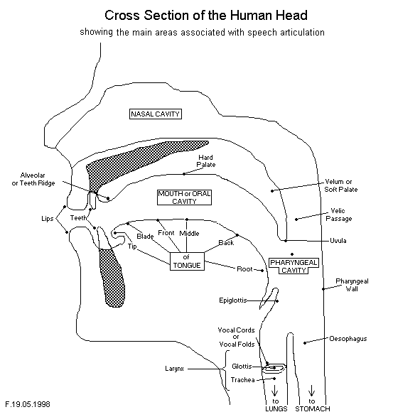 Tongue Placement Chart